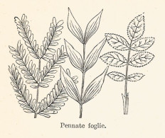 Foglie Di Pennate - 1929 Xilografia D'epoca - Vintage Engraving - Gravure - Werbung