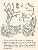 Peronospera Della Patata - 1929 Xilografia - Vintage Engraving - Gravure - Werbung