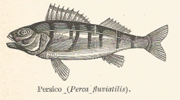 Persico - Perca Fluviatilis - 1929 Xilografia - Old Engraving - Gravure - Publicités