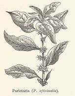 Parietaria Officinalis - 1929 Xilografia Epoca  - Old Engraving - Gravure - Reclame