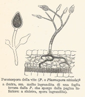 Peronospera Della Vite - 1929 Xilografia - Vintage Engraving - Gravure - Advertising