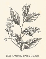 Pado - Prunus Cerasus Padus - 1929 Xilografia - Old Engraving - Gravure - Werbung