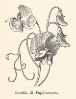 Corolla Di Papilionacea - 1929 Xilografia  - Vintage Engraving - Gravure - Pubblicitari