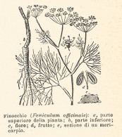 Finocchio - Feniculum Officinale - 1926 Xilografia  - Engraving - Gravure - Advertising