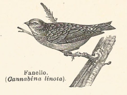 Fanello - Cannabina Linota - 1926 Xilografia  - Old Engraving - Gravure - Pubblicitari