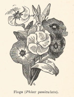 Floge - Phlox Paniculata - 1926 Xilografia - Vintage Engraving - Gravure - Pubblicitari