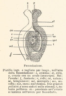 Fecondazione - 1926 Xilografia D'epoca - Vintage Engraving - Gravure - Publicités