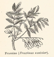 Frassino - Fraxinus Exelsior - 1926 Xilografia - Old Engraving - Gravure - Reclame