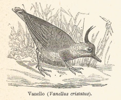Vanello - Vanellus Cristatus - 1931 Xilografia - Old Engraving - Gravure - Werbung