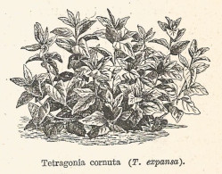 Tetragonia Cornuta - 1930 Xilografia D'epoca - Vintage Engraving - Gravure - Reclame