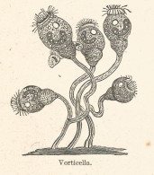 Vorticella - 1931 Xilografia D'epoca - Vintage Engraving - Gravure - Reclame