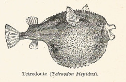 Tetrodonte - Tetraodon Hispidus - 1930 Xilografia - Engraving - Gravure - Reclame