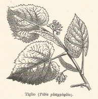 Tiglio - Tilia Platyphylia - 1930 Xilografia - Vintage Engraving - Gravure - Reclame