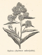 Spirea - Spiraea Salecifolia - 1930 Xilografia - Old Engraving - Gravure - Werbung