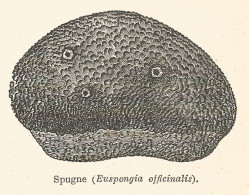 Spugne - Euspongia Officinalis - 1930 Xilografia - Old Engraving - Gravure - Publicités
