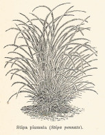 Stipa Piumata - 1930 Xilografia D'epoca - Vintage Engraving - Gravure - Publicités