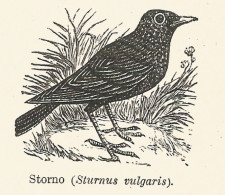 Storno - Sturnus Vulgaris - 1930 Xilografia - Vintage Engraving - Gravure - Publicités