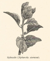 Spinacio - Spinacia Oleracea - 1930 Xilografia - Old Engraving - Gravure - Publicités