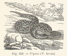 Vipera Berus - 1930 Xilografia D'epoca - Vintage Engraving - Gravure - Reclame