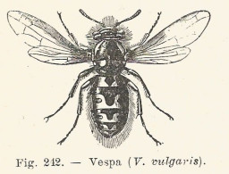 Vespa Vulgaris - 1930 Xilografia D'epoca - Vintage Engraving - Gravure - Publicités