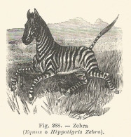 Hippotigris Zebra - 1930 Xilografia D'epoca - Vintage Engraving - Gravure - Werbung