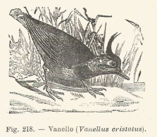 Vanello - Vanellus Cristatus - 1930 Xilografia - Old Engraving - Gravure - Publicités