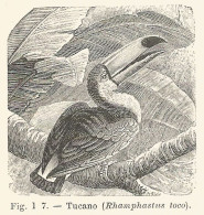 Tucano - Rhamphastus Toco - 1930 Xilografia - Vintage Engraving - Gravure - Publicités