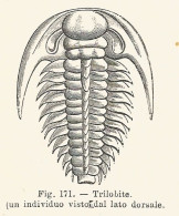 Trilobite - 1930 Xilografia D'epoca - Vintage Engraving - Gravure - Publicités