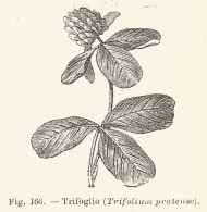 Trifoglio - Trifolium Pratense - 1930 Xilografia - Old Engraving - Gravure - Advertising