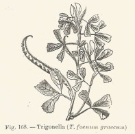 Trigonella Foenum Graecum - 1930 Xilografia - Vintage Engraving - Gravure - Publicités