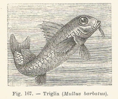 Triglia - Mullus Barbatus - 1930 Xilografia - Vintage Engraving - Gravure - Reclame
