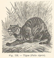 Tigre - Felis Tigris - 1930 Xilografia Epoca - Vintage Engraving - Gravure - Publicités