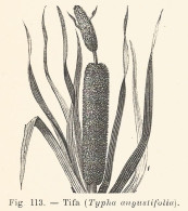 Tifa - Typha Angustifolia - 1930 Xilografia - Vintage Engraving - Gravure - Reclame