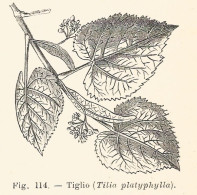 Tiglio - Tilia Platyphylla - 1930 Xilografia - Vintage Engraving - Gravure - Publicités