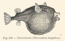 Tetrodonte - Tetraodon Hispidus - 1930 Xilografia - Engraving - Gravure - Advertising