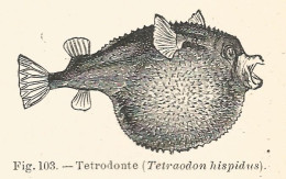 Tetrodonte - Tetraodon Hispidus - 1930 Xilografia - Engraving - Gravure - Publicités