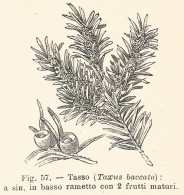 Tasso - Taxus Baccata - 1930 Xilografia - Vintage Engraving - Gravure - Reclame