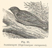 Succiacapra Caprimulgus Europaeus - 1930 Xilografia - Engraving - Gravure - Advertising