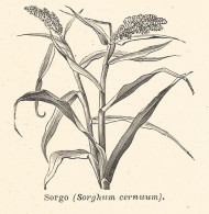 Sorgo - Sorghum Cernuum - 1930 Xilografia - Vintage Engraving - Gravure - Reclame