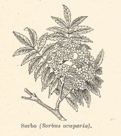 Sorbo - Sorbus Ocuparia - 1930 Xilografia - Vintage Engraving - Gravure - Advertising