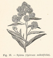 Spirea - Spiraea Salicifolia - 1930 Xilografia - Old Engraving - Gravure - Publicités