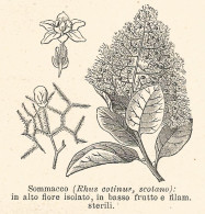 Sommacco - Rhus Cotinus Scotano - 1930 Xilografia - Engraving - Gravure - Reclame