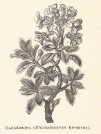 Rododendro - Rhododendron Hirsutus - 1930 Xilografia - Engraving - Gravure - Reclame
