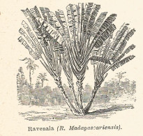 Ravenale Madagascariensis - 1930 Xilografia - Vintage Engraving - Gravure - Advertising