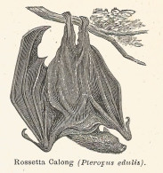 Rossetta Calong - Pieropus Edulis - 1930 Xilografia - Engraving - Gravure - Publicités