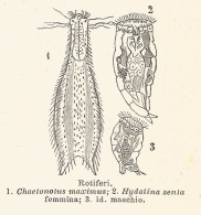 Rotiferi - 1930 Xilografia D'epoca - Vintage Engraving - Gravure - Publicités