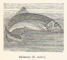 Salmone - 1930 Xilografia D'epoca - Vintage Engraving - Gravure - Reclame