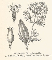 Saponaria Officinalis - 1930 Xilografia - Vintage Engraving - Gravure - Publicités