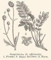 Sanguisorba Officinalis - 1930 Xilografia - Vintage Engraving - Gravure - Reclame