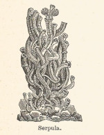 Serpula - 1930 Xilografia D'epoca - Vintage Engraving - Gravure - Pubblicitari